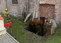 Strażacy pomogli uratować konia! - ZDJĘCIA
