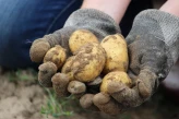 Sprawdź Dlaczego w ziemniakach może jeszcze schodzić skórka? w księgarni igrit