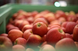 PKO BP: niski popyt decyduje o cenach jabłek