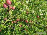 Agrest do przetwórstwa odmiany Macurines -zielony około 12 ton i Rodnik- czerwony około 4 tony, 13-14% Brix, duży ładny owoc bez...