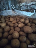 Sprzedam ziemniaki odmiana Gala +50 czysty z jasnej ziemi gruby zdrowy ziemniak