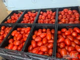 Fresh Apple kupi w Nasze opakowanie pomidora gruntowego . Kaliber 40-70. Zapraszamy Cena 2 zł 
