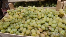 Posiadam na sprzedaż winogrono jasne odmiany Victoria, importowane z Mołdawii. Pakowane w skrzynki drewniane +/- 9 kg. Ilości cało...