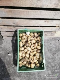 Sprzedam gruby ziemniak +50 odmiany surmia ilości busowe worek 15 kilo wiązany