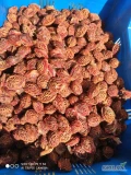 Sprzedam pestki brzoskwini rakoniewickej ok 30kg