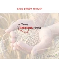 Cala Polska - kupimy pszenicę - paszową, konsumpcyjną. Ilości całosamochodowe. Odbieramy bezpośrednio z gospodarstwa.