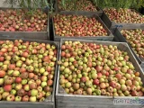 Sprzedam jabłko przemysłowe 100 ton tak zwany suchy przemysł cena 0,80 zł