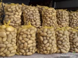 Ziemniaki Queen Anna około 550 worków po 15 kg Sprzedam