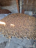 Mam na sprzedarz ziemniaki odmiana corina około 6 ton możliwość pakowania po 15 kg