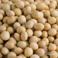 Na sprzedaż ziarno soi z tegorocznych zbiorów (Ukraina). bez GMO. Białko 38%. Pakowana w big bag.