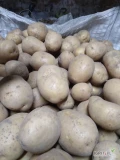 Sprzedam ziemniaki odmiana GALA kaliber 50-70 z jasnej ziemi pakowane w big bag 