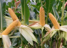 Podsumowanie zbiorów kukurydzy kiszonkowej