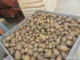Sprzedam ziemniaki soraya +55 ilości tirowe zapraszam  podkarpackie 37-554 791587379