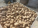 sprzedam ziemniaki z własnego gospodarstwa dostępne :50 ton Denara50 ton Carrera w ofercie tez Jurek Soraya i Bellarosa