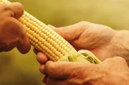 Podsumowanie zbiorów kukurydzy
