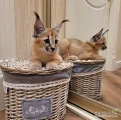 Cześć i witaj. Mamy na sprzedaż młode urodzone serwale - Leptailurus serval (serwal afrykański / serwal sawannowy). Kocięta gotowe do...