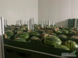 Witam, nawiąże współprace z odbiorcą Arbuza polskiego. Jesteśmy w stanie wyprodukować 1000ton arbuza w okresie sierpień-wrzesień....
