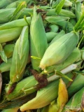 Kupię kukurydze cukrową  na zielono  duże ilości,  gotowa. 