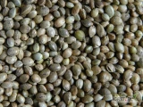 Sprzedam nasiona odmiany Henola, czystość i pozostałe parametry zgodne z ustawą o nasiennictwie. w ilości 3300 kg. Szczegóły do...