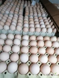Sprzedam jaja kremowe M, L, XL z dostawą do Piotrkowa. Ilości hurtowe i detaliczne. Ceny do uzgodnienia. Zapraszam do kontaktu. 