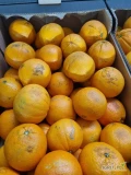 Sprzedam cytrusy klasy II - cytryny, pomarańcze i mandarynki