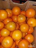SPRZEDAM 20 ton mandarynek drugiej klasy. Kraj pochodzenia: Egipt. Owoce pakowany w kartony po 10 kg - gotowe do szybkiej wysyłki, łatwe w...