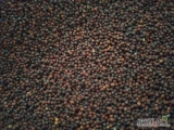 Sprzedam nasiona rzepy scierniskowej na poplon lub paszę. Darmowa dostawa powyżej 25 kg.Zbiór 2023 r. Ziarno czyste i suche. Roślina...
