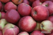 Kupimy 140 - 180 ton jabłka EKO na musy. Tylko kontrola. Odmiany z rodziny Jonagold, Jonagored, Jonaprince, De Costa - nie jesteśmy...