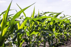 Rozpoczął się nabór wniosków o pomoc dla producentów kukurydzy