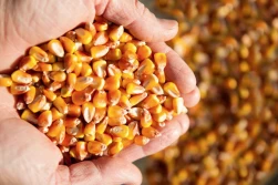 Już 64,5 tys. wniosków o dopłaty do kukurydzy - ARiMR pracuje dłużej