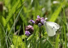 Europarlament chce zwiększenia liczby motyli na obszarach trawiastych