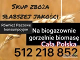 Skup zboża   cała Polska kukurydza rzepak paszowe i konsumpcyjne, również na gorzelnię słabszej jakości  szybka płatność...