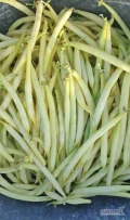 Kupie fasolke szparagowa żółta świeża nie przerośnięta 4.5zl/kg 
