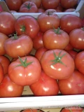 Sprzedam pomidor czerwony Polski. Kal bbb,bb,b. Karton 6 kg.