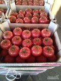 Sprzedam pomidor malinowy Tomimaru Muchoo. 510-921-263