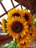 Mam do sprzedania piękne kwiaty słonecznika różnych odmian. 