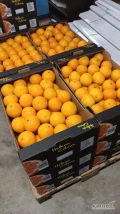 Pomarańcze dostarczamy raz w tygodniu do Polski. Kalibry od 1 do 5 KLASA I. Również kalibry 6 i 6+ KLASA II z przeznaczeniem na soki,...