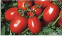 GEPWEG dystrybutor nasion oferuje nasiona pomidora gruntowego REDIX F1 - NOWOŚĆ firmy SYNGENTA. Odmiana średnio wczesna o dużych owocach...