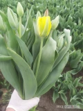 Sprzedam tulipany,prosto od producenta,pakowane po 10 sztuk ,80gr sztuka.Zapraszam dostępne stopniowo różne kolory