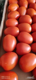 Witam mam do sprzedania pomidora śliwkowego w cenie 20 zł paczka 6 kg 