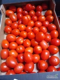 Sprzedam pomidor lima ok 1 tony więcej info pod numerem tel cena 3 zl kg