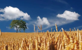 36 nowych odmian zbóż ozimych w krajowym rejestrze