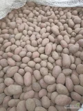 Sprzedam ziemniaki czerwone Baltic Rosa ,rok po centrali ,kał 30-50  opakowanie BIK lub worek.