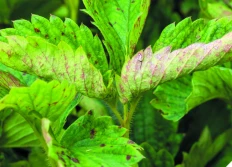 Producenci truskawek mogą korzystać z fungicydu Talius™ Sad od Corteva