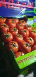 Sprzedam pomidor czerwony, kraj pochodzenia- Turcja. Zapraszam do kontaktu. 