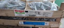 Sprzedam około 600 sztuk sadzonek truskawki Vivara a+ że szkółki Mazzoni 