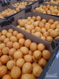 Pomarańcz sokowy cena za kg