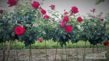 Sprzedam róże krzaczaste z gołym korzeniem, różne kolory/odmiany
