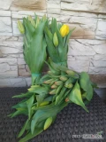 Sprzedam tulipany, ilości hurtowe,pakowane w wiązki po 10 sztuk, dostępne różne kolory, serdecznie zapraszamy 