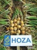 Hoza Zaden bezpośrednia sprzedaż nasion cebuli w polsce Odmiany:Hoza,Donna,Romy(czerwona),Mika,Rolein(czerwona)  Precyzja !!!ORYGINAŁ...